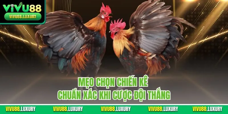 Mẹo chọn chiến kê chuẩn xác khi cược đội thắng